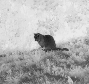 bortsprungen katt hittad med drönare