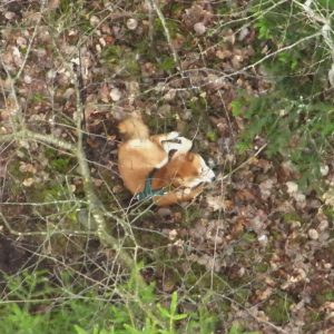 En bild tagen från luften på en orange-vit hund av rasen Chiba, som ligger i skogen på bruna löv. Hunden har ett svart sele och koppel som fastnat i ett träd.