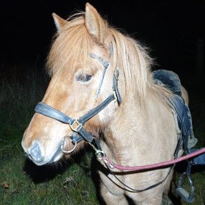 brun islandshäst med grimma och sadel. bortsprungen häst som hittades med drönaren lite lerig.