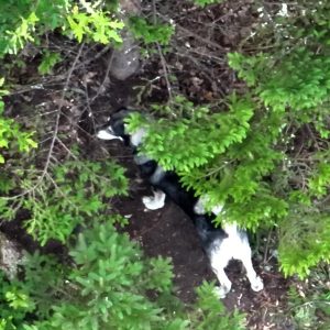 En svart vit hund av resen Jämthund som står och dolds delvis av grangrenar.