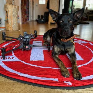 En hund som ligger på en stor orange cirkel märkt med stora bokstaven H. Bredvid hunden står en drönare