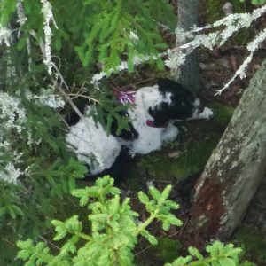 En bild tagen från luften på en svartvit hund med lila sele som ligger på en mossbeklädd sten. Grenar med barr skymmer hunden delvis.
