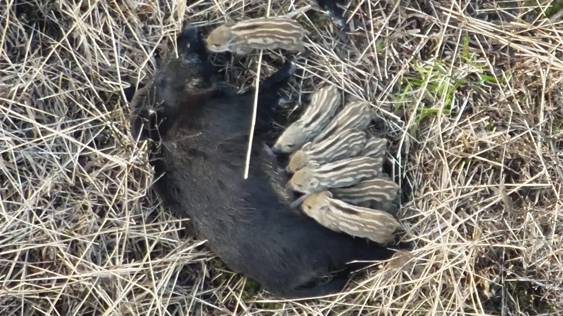 Viltinventering med drönare hittar diande vildsvinskultingar